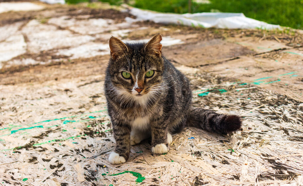 Is het legaal om zwerfkatten te vangen en over te dragen aan een vereniging? Wat zegt de wet? 5 pieger chat errant 090235 1200 738