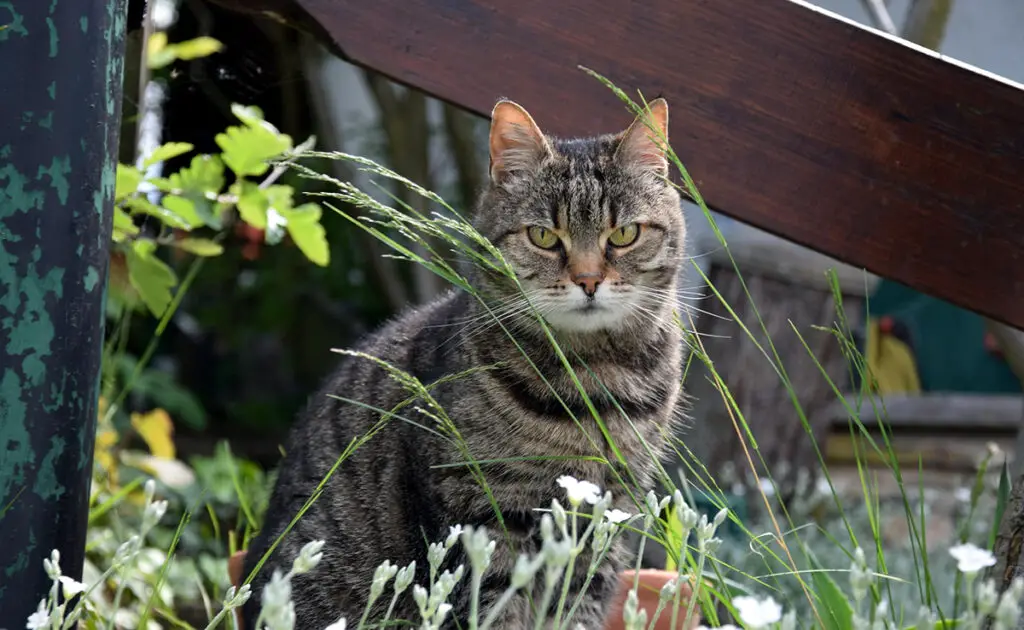 Is peper een effectief kattenafweermiddel? 1 poivre repulsif chat 085006 1200 738