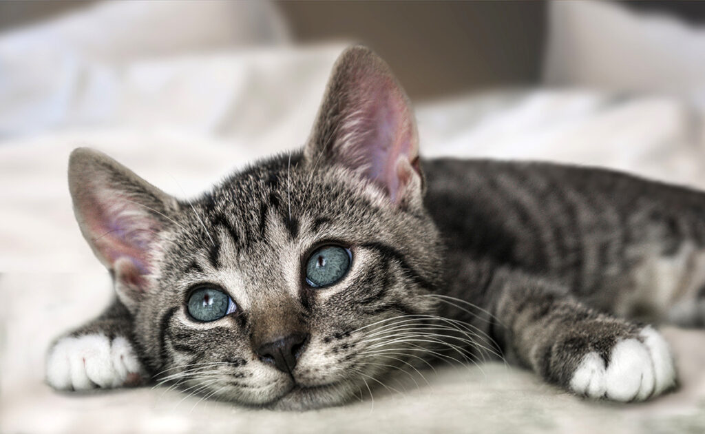 5 vooroordelen over de Europese kat: mythen, realiteiten en vooropgezette ideeën! 1 prejuge chat europeen 085823 1200 738