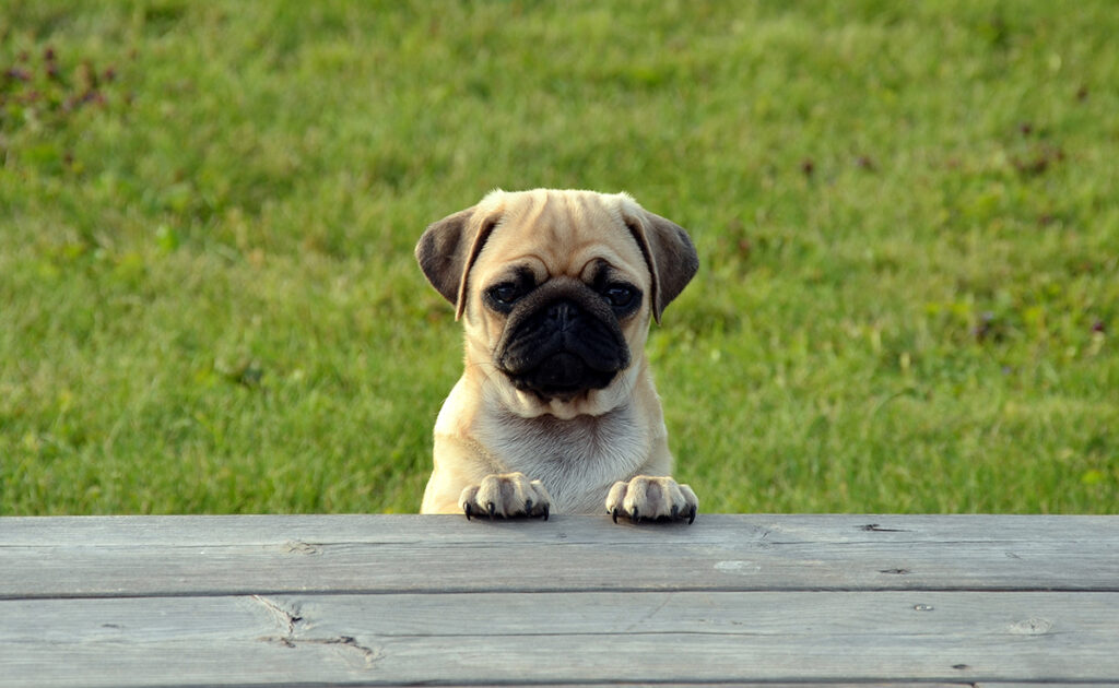 Hoeveel kost een mopshond bij een fokker? Welk jaarlijkse budget moet u plannen voor het onderhoud ervan? 2 prix carlin 060519 1200 738