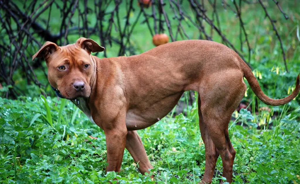 Hoeveel kost een Pitbull bij een fokker? Welk jaarlijkse budget moet u plannen voor het onderhoud ervan? 1 prix pitbull 055444 1200 738