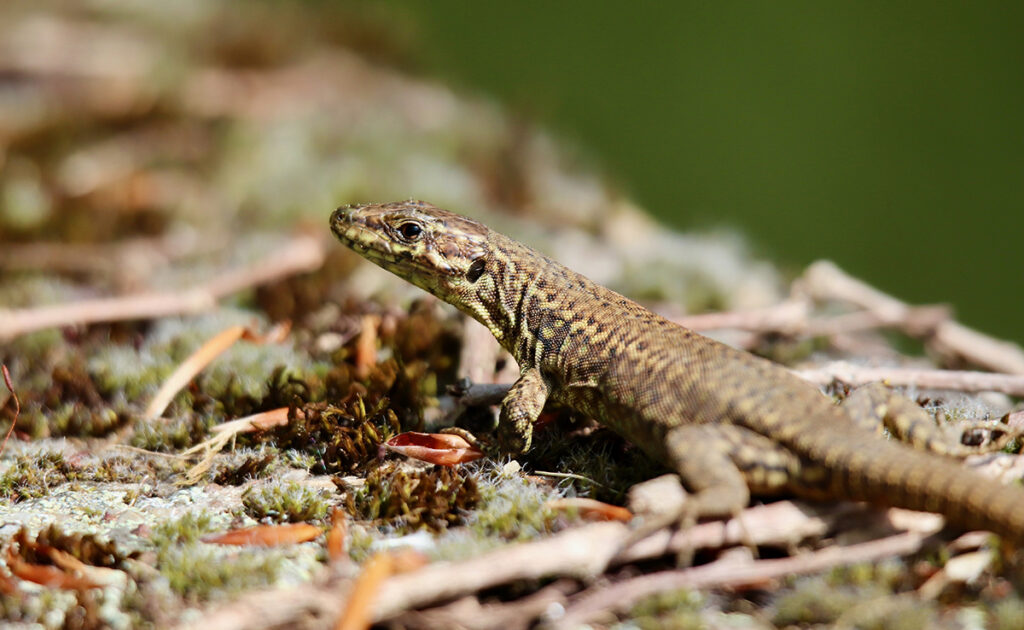 Voortplanting van de muurhagedis: geslachtsrijpheid, cyclus, dracht en geboorte! 2 reproduction lezard murailles 055409