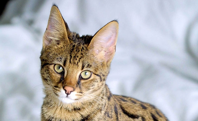 Savannah: karakter, onderwijs, gezondheid, prijzen | Kattenras 1 savannah 1 092501 650 400