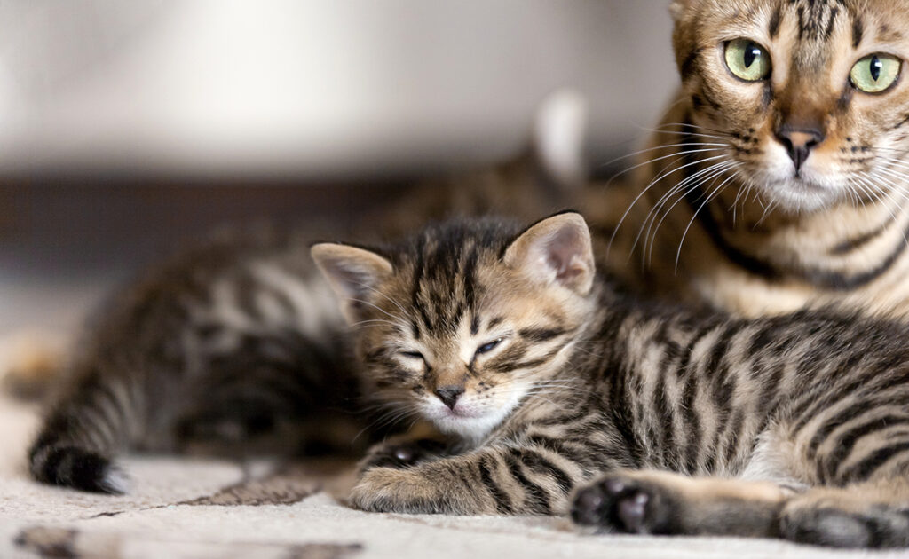 Hoe kittens van hun moeder te scheiden voor adoptie? 1 separation chaton 063627 1200 738