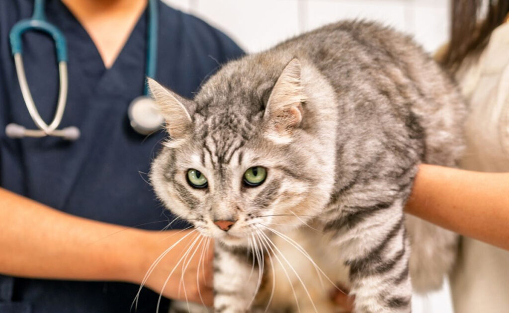 Ongeval, ziekte: hoeveel kan diergeneeskundige zorg voor een kat kosten? 1 soin veterinaire 062145 1200 738