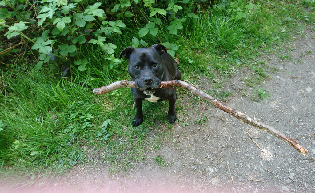 Een Staffordshire Bull Terrier adopteren als je in een appartement woont, goed of slecht idee? 1 staffordshire bull terrier appartement 065156 1200 738