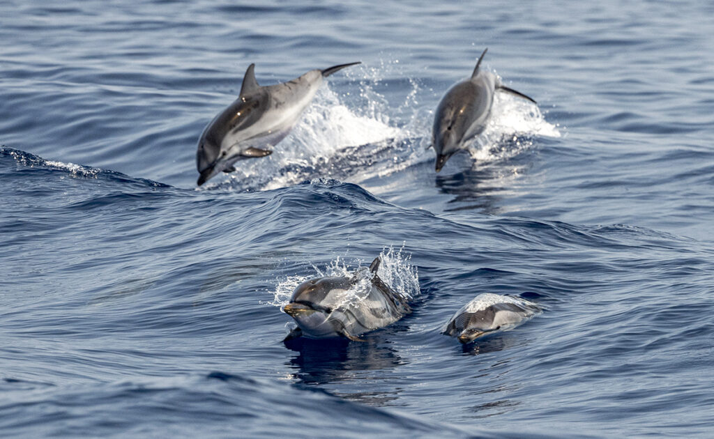 Wat is de dolfijnenjachttechniek? 3 technique chasse dauphin 054809