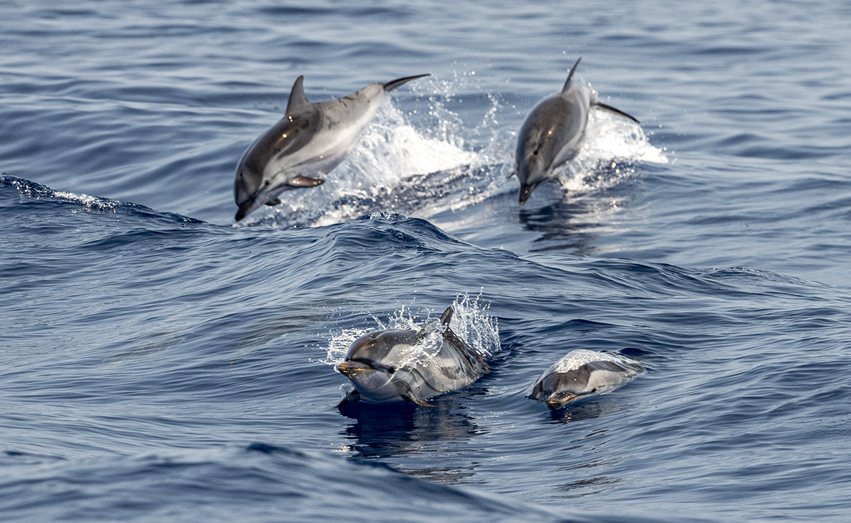 Wat is de dolfijnenjachttechniek? 3 Wat is de dolfijnenjachttechniek?