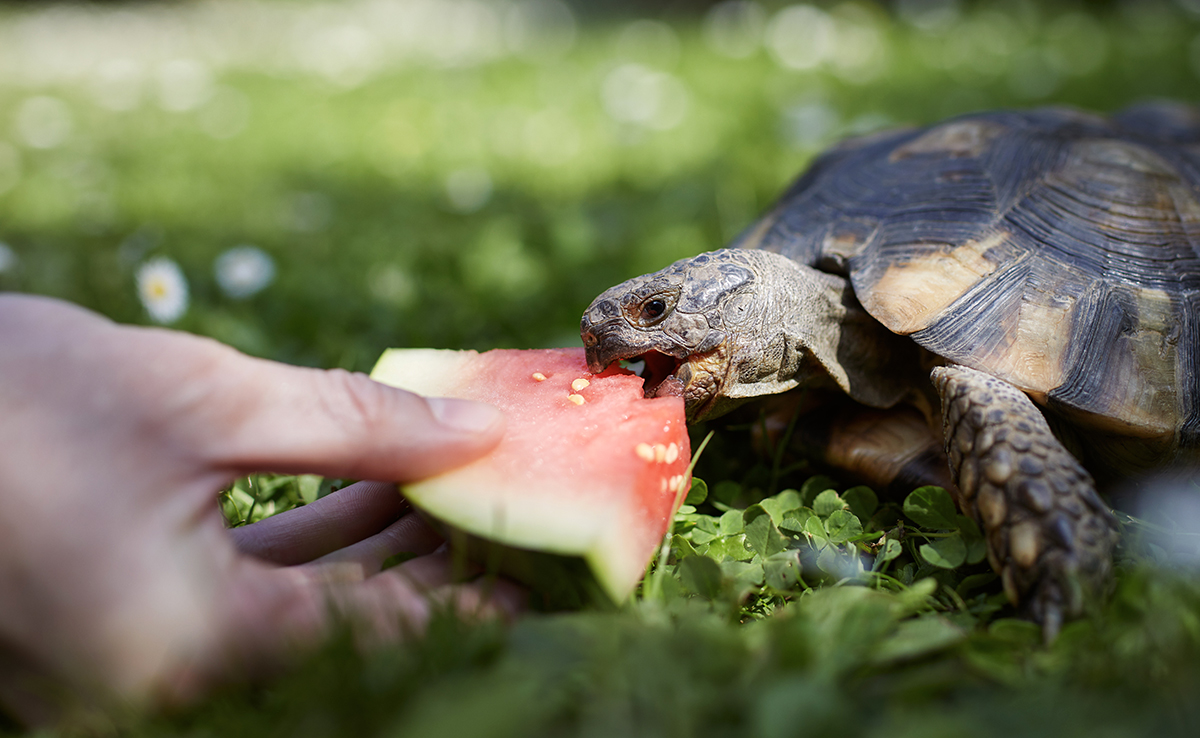 Hoe moet je je schildpad voeren? Welk eten moet je hem geven? 3 Hoe moet je je schildpad voeren? Welk eten moet je hem geven?