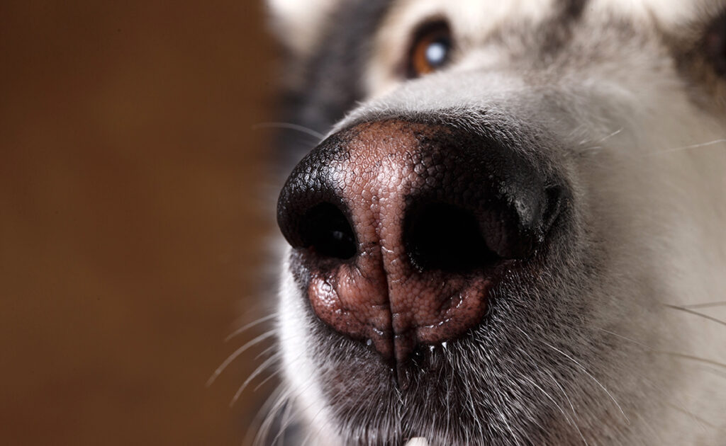 De neus van de hond: een indicator voor een goede gezondheid? 5 signalen die u moeten waarschuwen! 2 truffe chien 063516 1200 738
