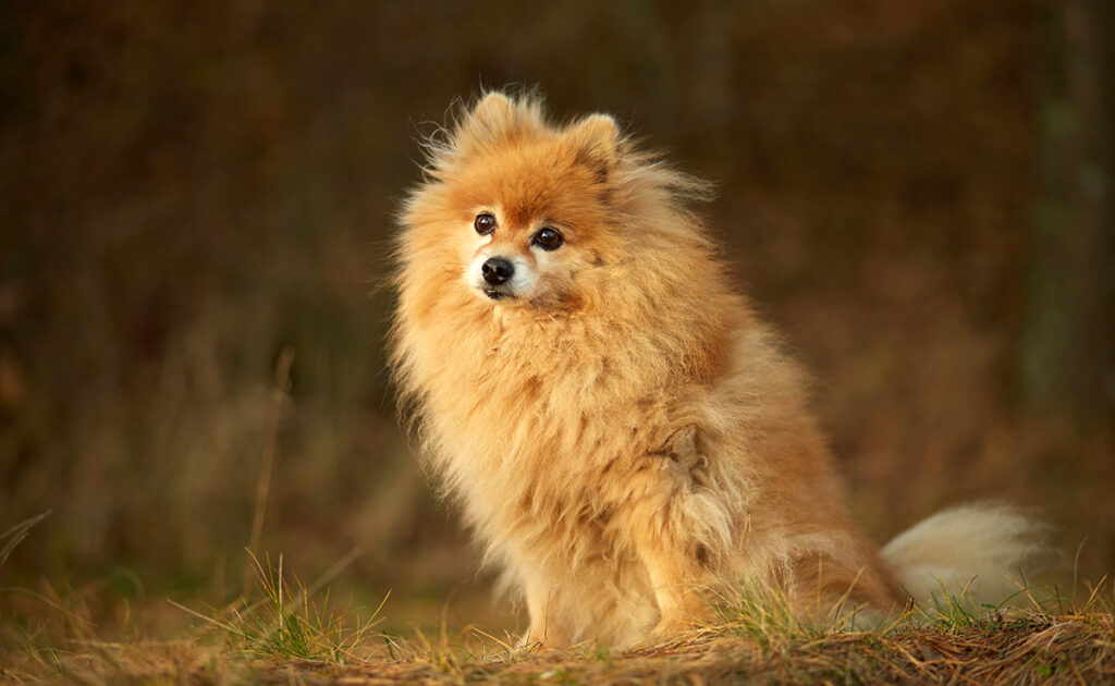 Hondendiefstal, hoe voorkom je deze plaag? Welke voorzorgsmaatregelen moet u nemen? 1 vol chien 084431 1200 738