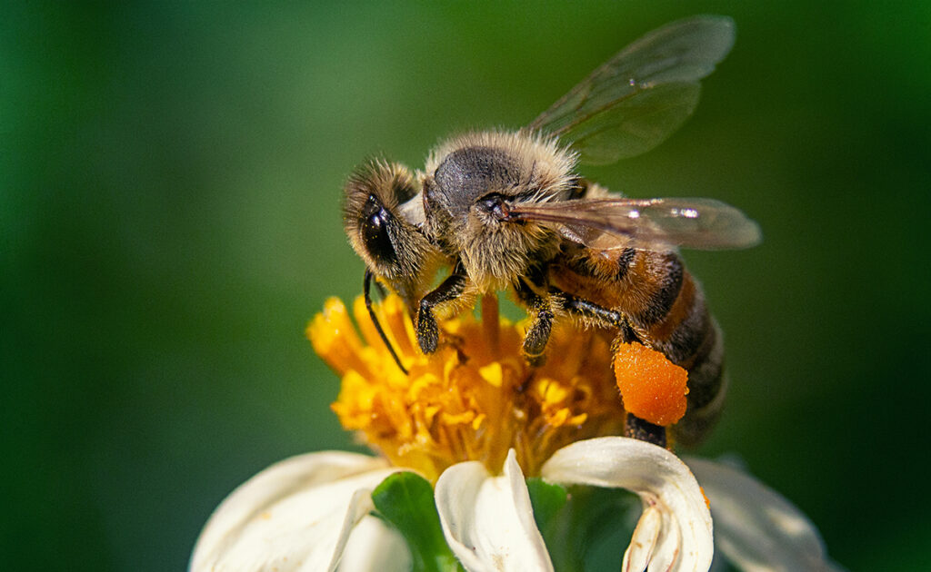 Hoe vertellen bijen hun medebijen waar voedsel is? 3 061006 abeille