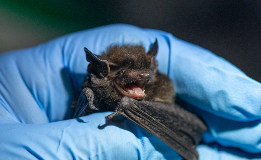 Hommelvleermuis of Varkensneuskitti, het kleinste vliegende zoogdier ter wereld! 2 061300 craseonycteris thonglongyai
