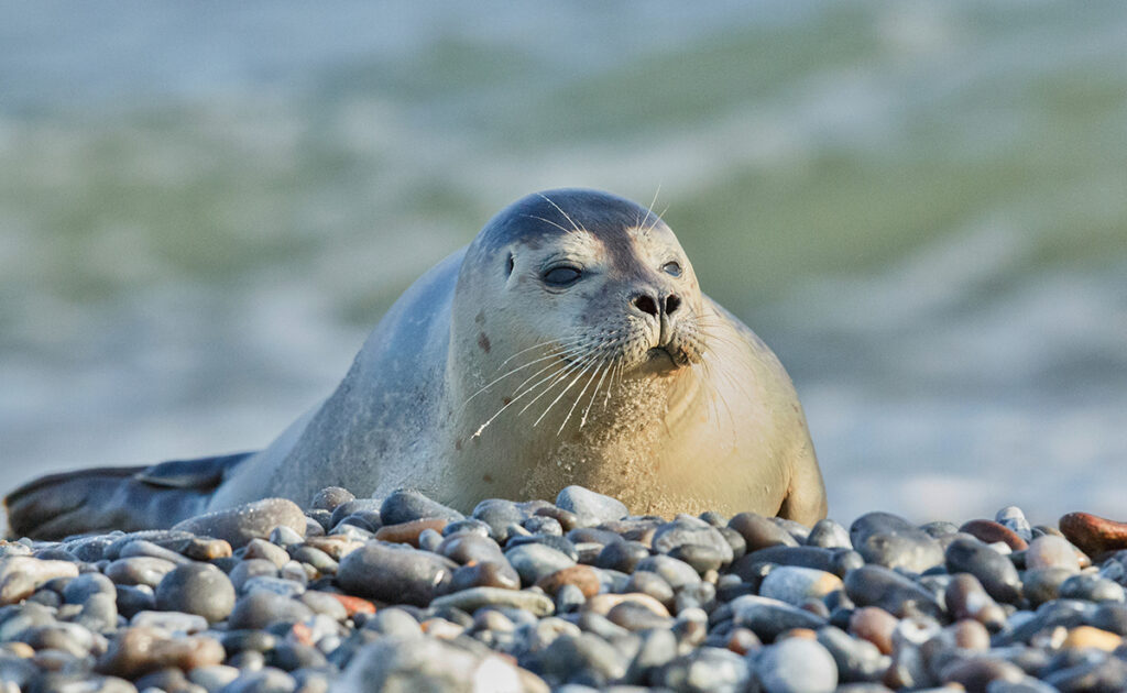 Vinpotigen, dieren die je waarschijnlijk kent! 2 072933 pinnipede
