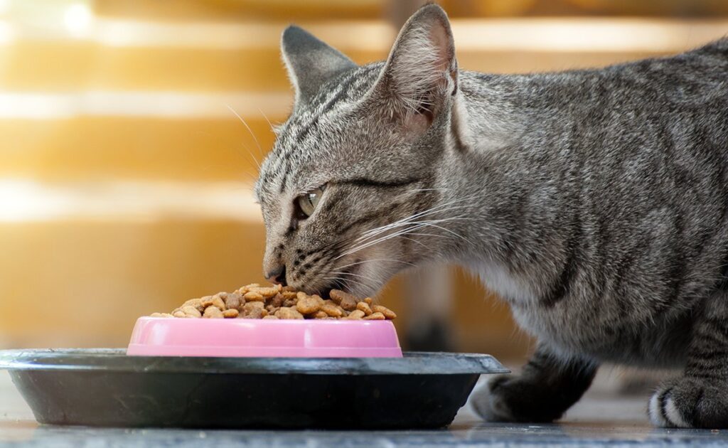 Top 10 misvattingen over kattenvoeding! 1 alimentation chat 060243 1200 738