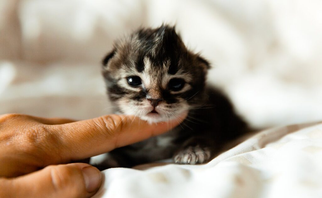 Hoe leer je je weeskatje alles wat zijn moeder hem zou hebben geleerd? 1 apprendre chaton 090424 1200 738