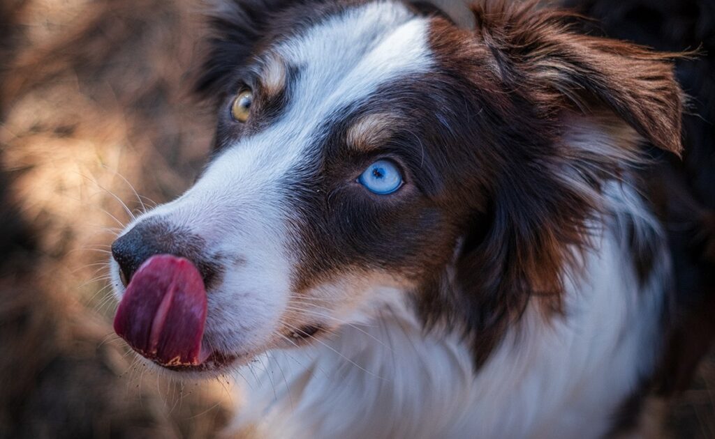 Hoeveel brokjes moet je geven aan een Australische herder? 1 berger australien croquettes 082212 1200 738