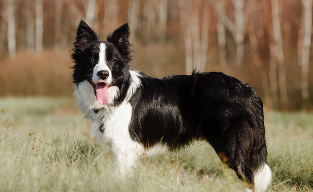 Wat zijn de nadelen van de Border Collie? 1 border collie 063634 1200 738