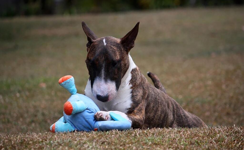 Is de Bull Terrier een hond geschikt voor een gezin met jonge kinderen? 1 bull terrier enfants 084719 1200 738
