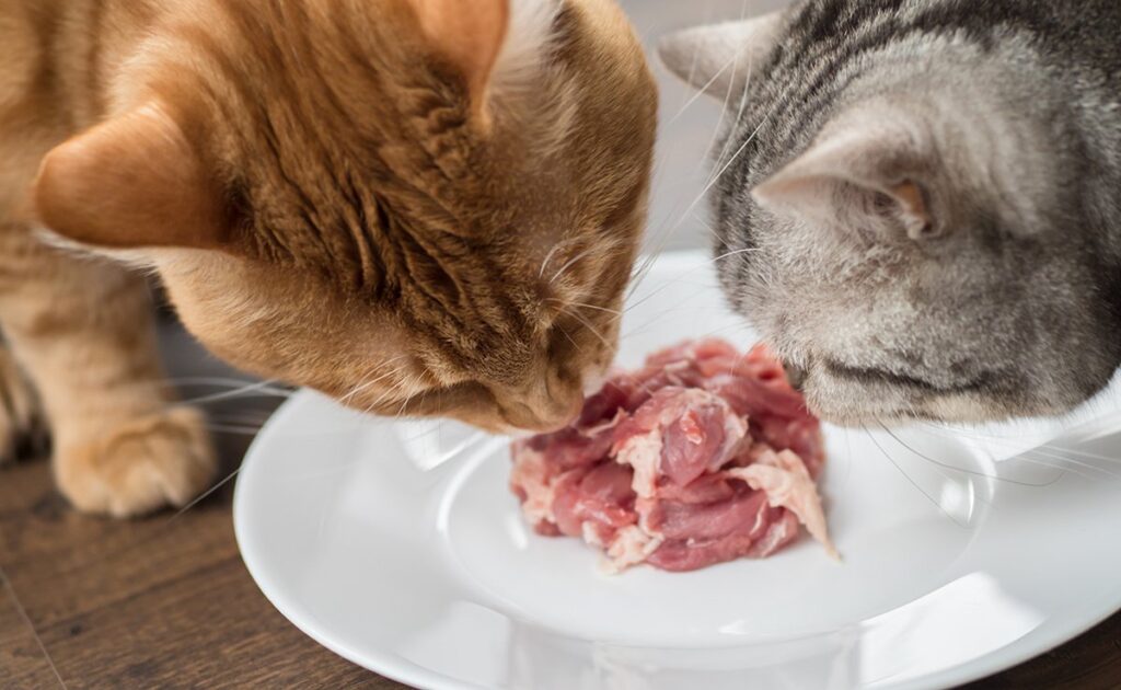 De kat heeft een vitale behoefte aan vlees: info of gif? 5 chat besoin vital viande 081036 1200 738