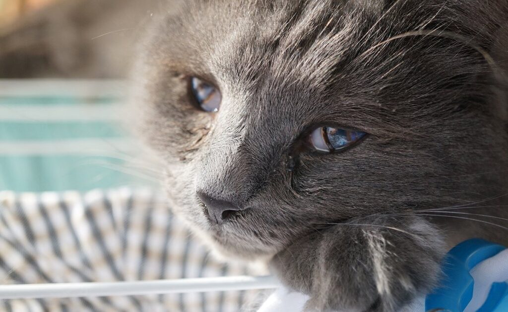 Ik heb het gevoel dat mijn kat blind wordt: hoe weet ik dat zeker? 1 chat devient aveugle 084513 1200 738