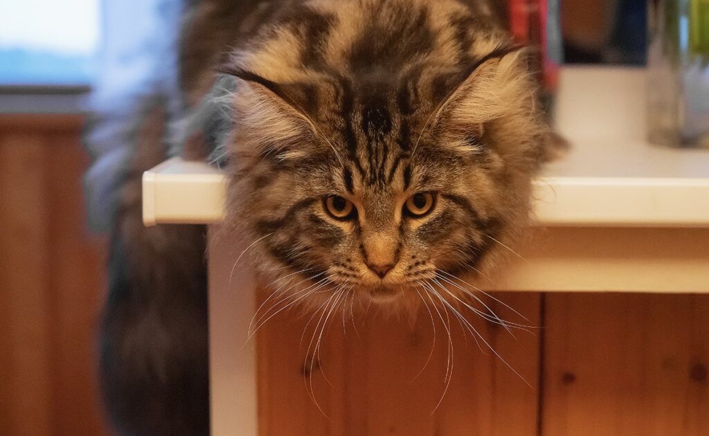 Mijn kat stikt: noodmaatregelen om hem te redden! 1 chat etouffe 080059 1200 738