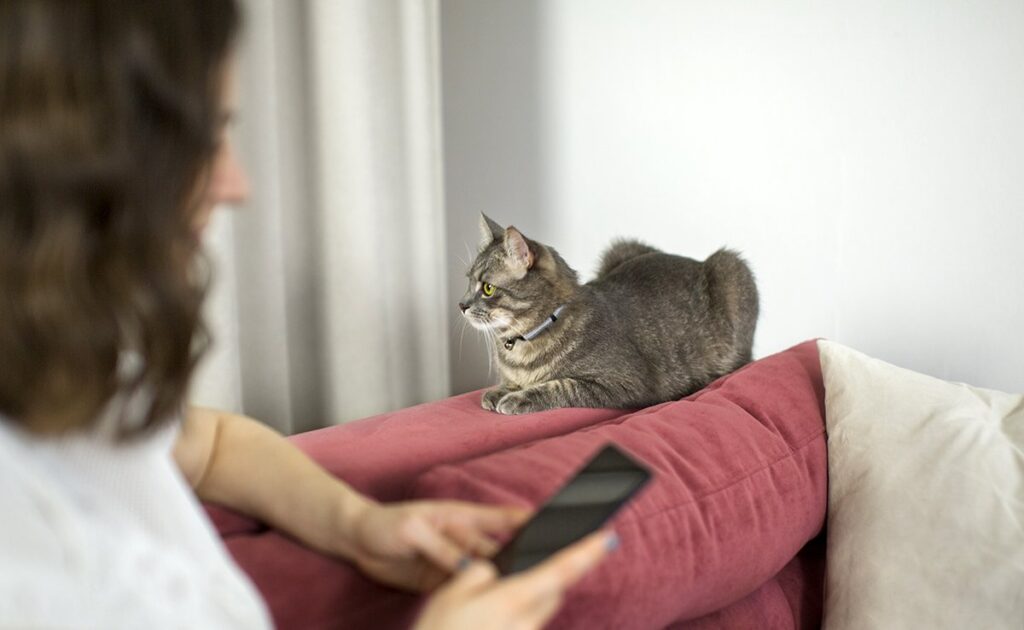 Waarom kan mijn kat mij urenlang negeren terwijl we in dezelfde kamer zijn? 1 chat ignore 084733 1200 738