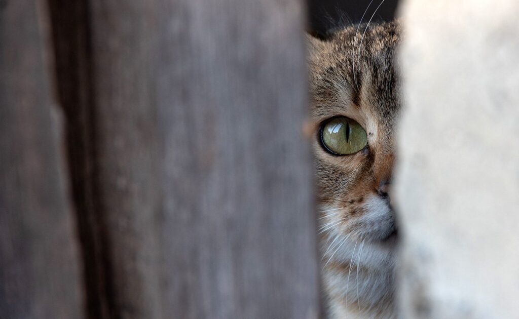 Hoe herken en detecteer je een mishandelde kat? 1 chat maltraite 060049 1200 738