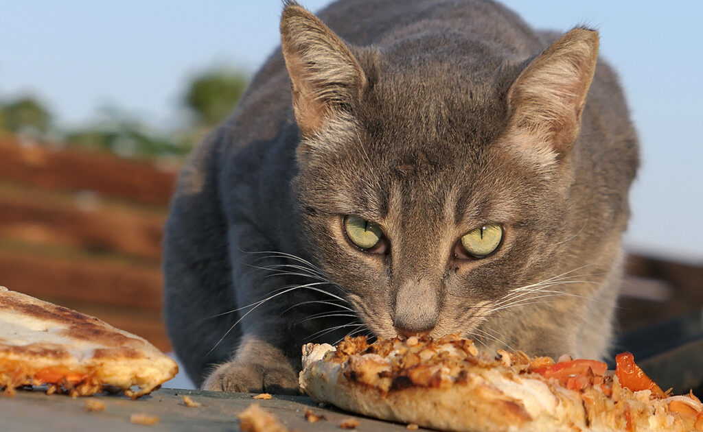 Pizza-overschot aan je kat geven: goed of slecht idee? 2 chat mange pizza 095329 1200 738