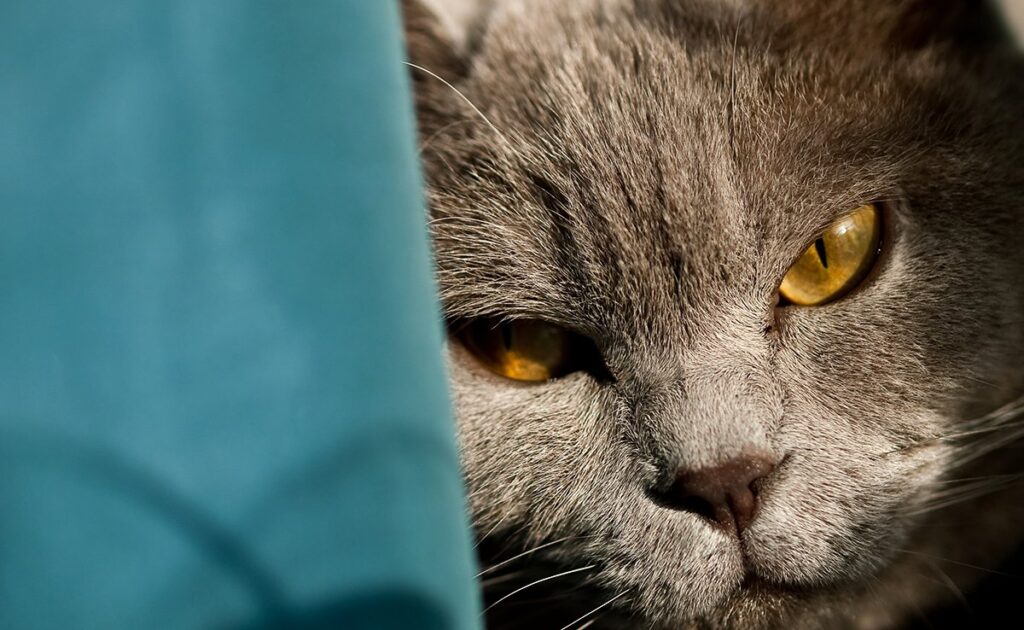Stoute kat: is het aangeboren of verworven? 1 chat mechant 065548 1200 738