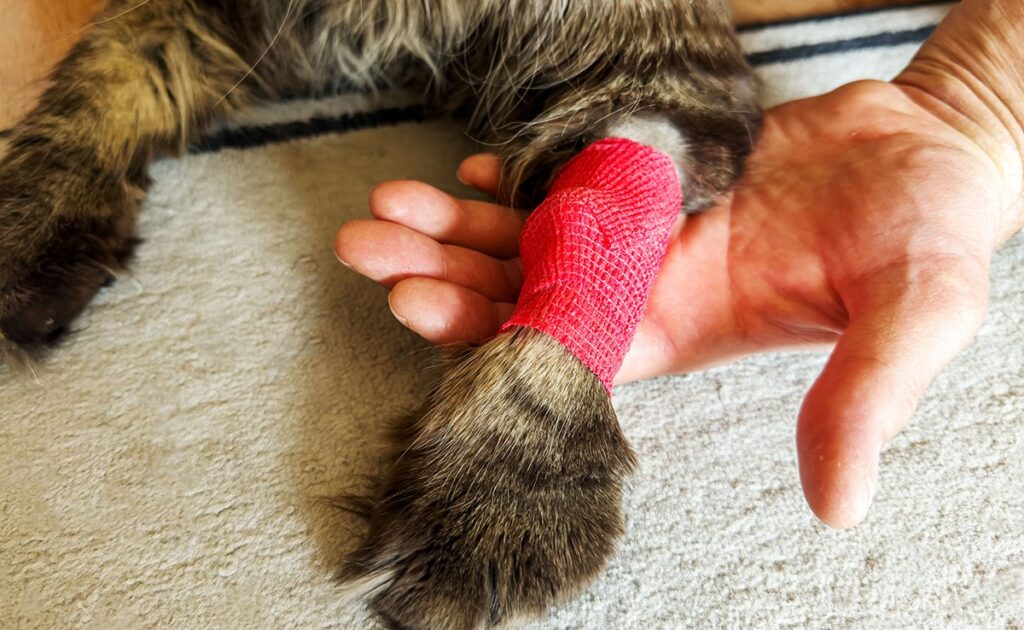 Hoe kan een kat, gezien zijn flexibiliteit, een been breken? 1 chat patte cassee 084307 1200 738