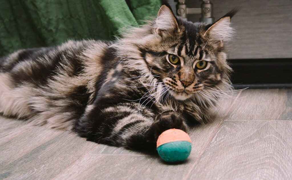 Hoe leer je je kat een voorwerp apporteren? Is het zelfs mogelijk? 1 chat rapporter objet 074148 1200 738