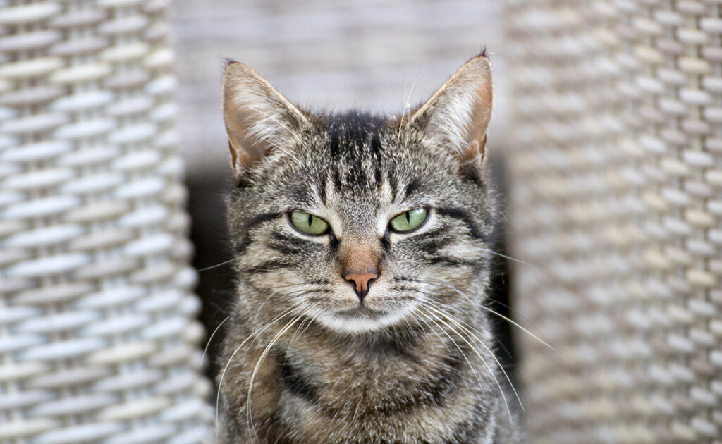 Mijn kat is gewelddadig geworden tegen mijn kinderen en alleen tegen hen. Waarom dit gedrag? 1 chat violent enfants 094221 1200 738