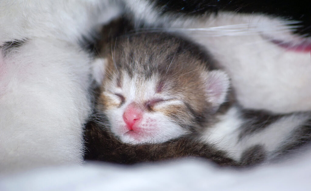 Onmogelijk om te vinden waar mijn kat haar baby's heeft gemaakt! Moeten we het laten gebeuren? 1 chaton 064055 1200 738