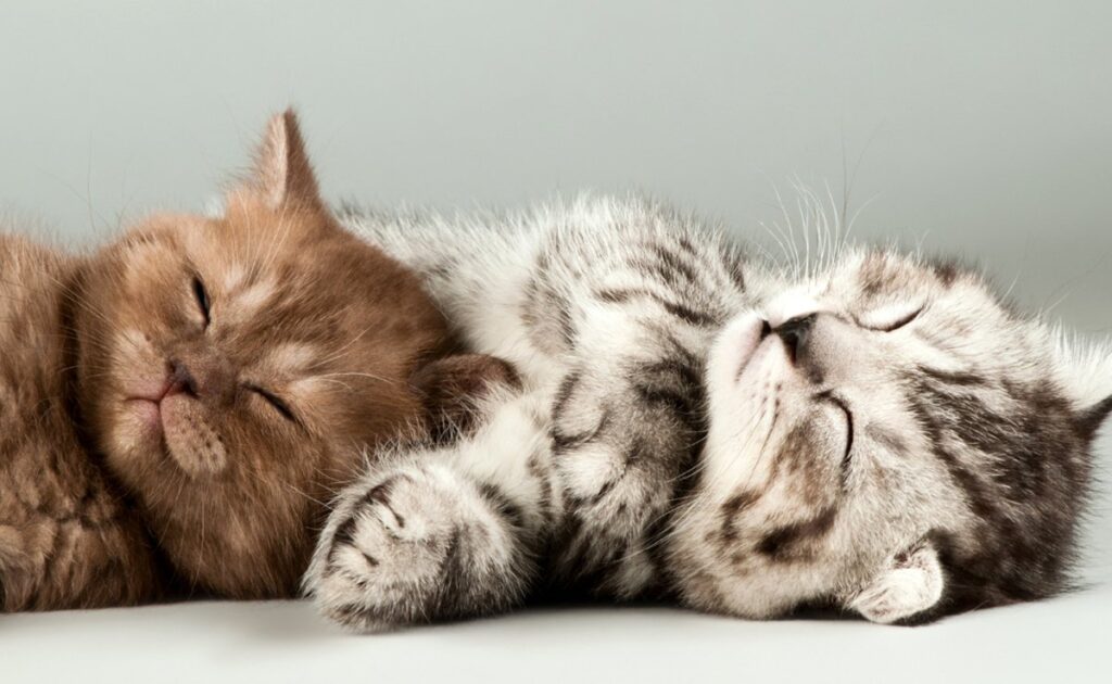 Het beste kittenvoer: onze selectie! 1 chaton 173509 1200 738