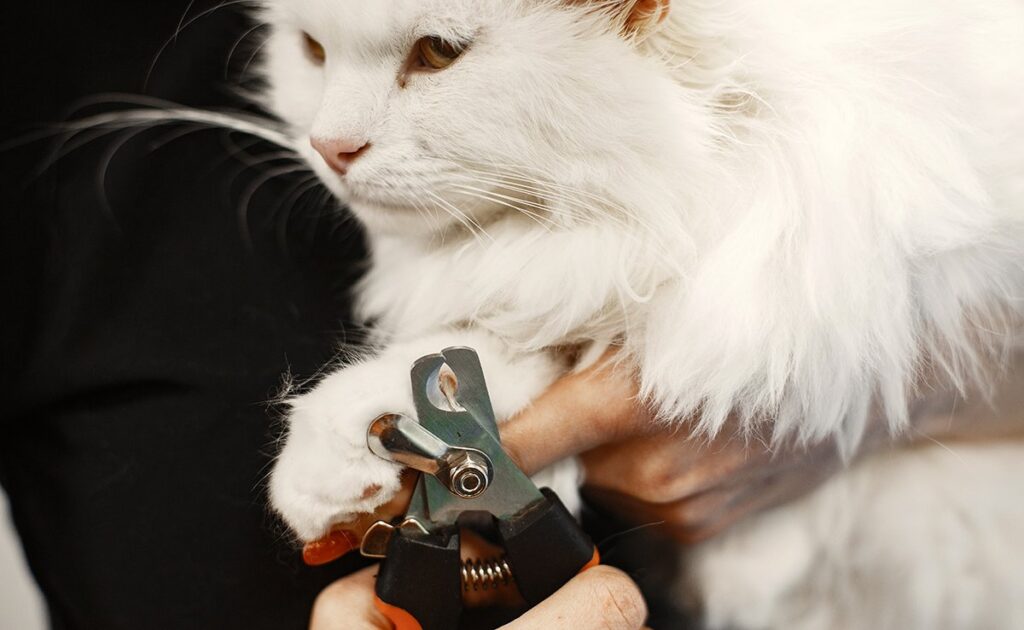 Moeten de klauwen van een kat worden afgesneden of verslijten ze op natuurlijke wijze? 1 couer griffes chat 080336 1200 738