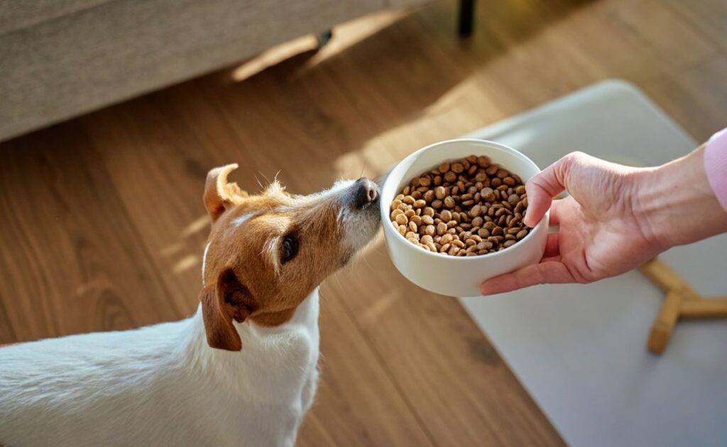 Graanvrij hondenvoer: welke zijn de beste? 1 croquettes chien 172434 1200 738