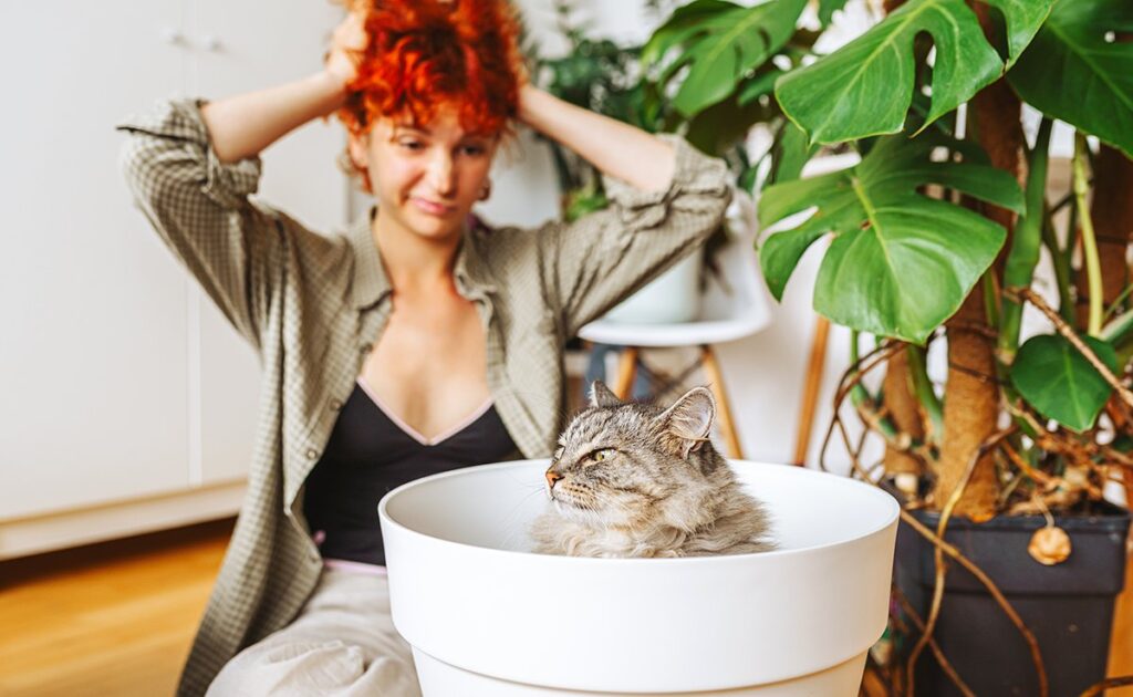 Een kat disciplineren, is het echt een onmogelijke missie? 1 discipliner chat 081421 1200 738