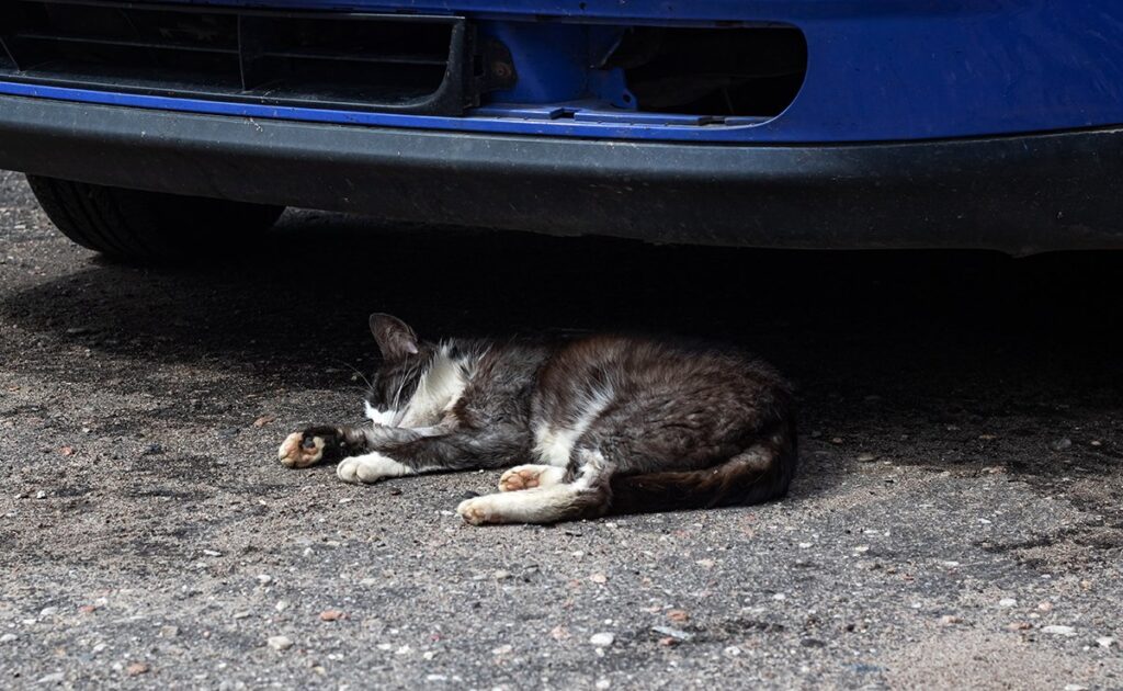 Ik heb mijn kat overreden zonder het expres te doen, hoe kan ik weer op het goede spoor komen? 1 ecrase chat voiture 085013 1200 738