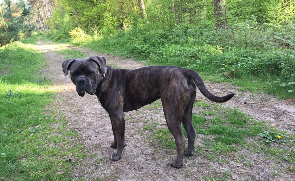 Wat is de levensverwachting van de Cane Corso? Hoe lang leeft hij? 1 esperance vie cane corso 100157 1200 738