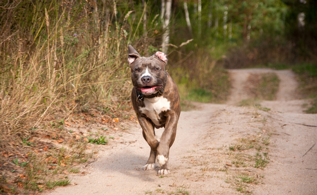 Wat is de levensverwachting van een Pitbull? Hoe lang leeft hij? 4 esperance vie pitbull 101626 1200 738