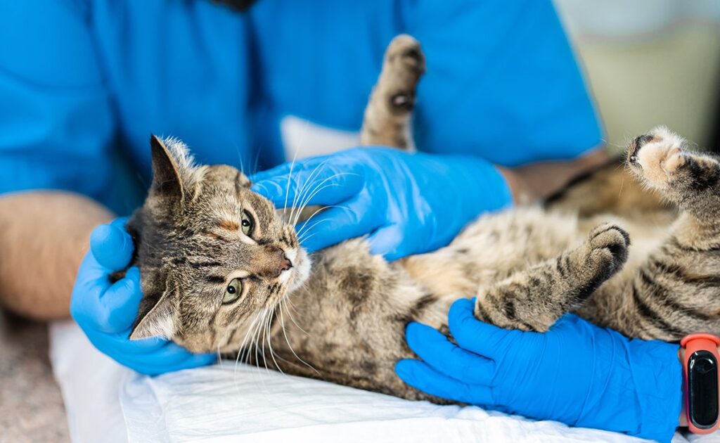 Hoe neem je de beslissing om je kat te euthanaseren? Gedachten die je helpen! 1 euthanasier chat 061918 1200 738