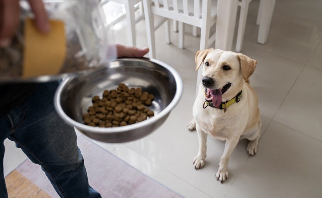 Moet u uw hond vóór of na zijn baas voeren? Ons advies 2 faire manger chien 083557 1200 738