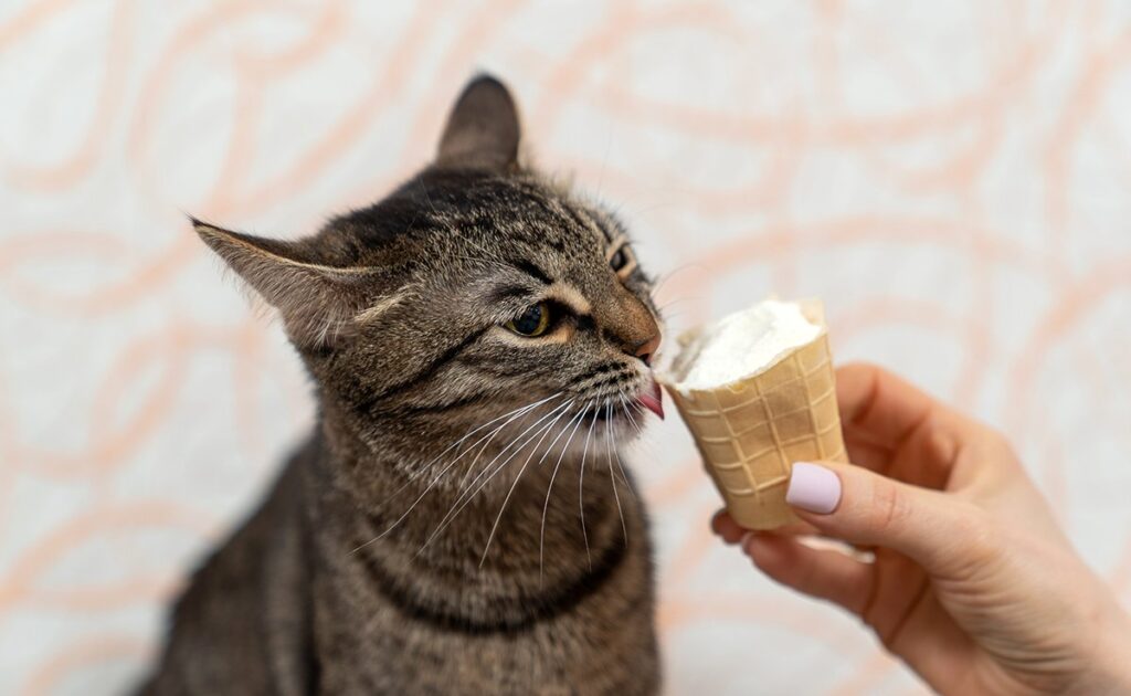 Kunt u uw kat een ijsje te eten geven? 1 glace chat 060504 1200 738