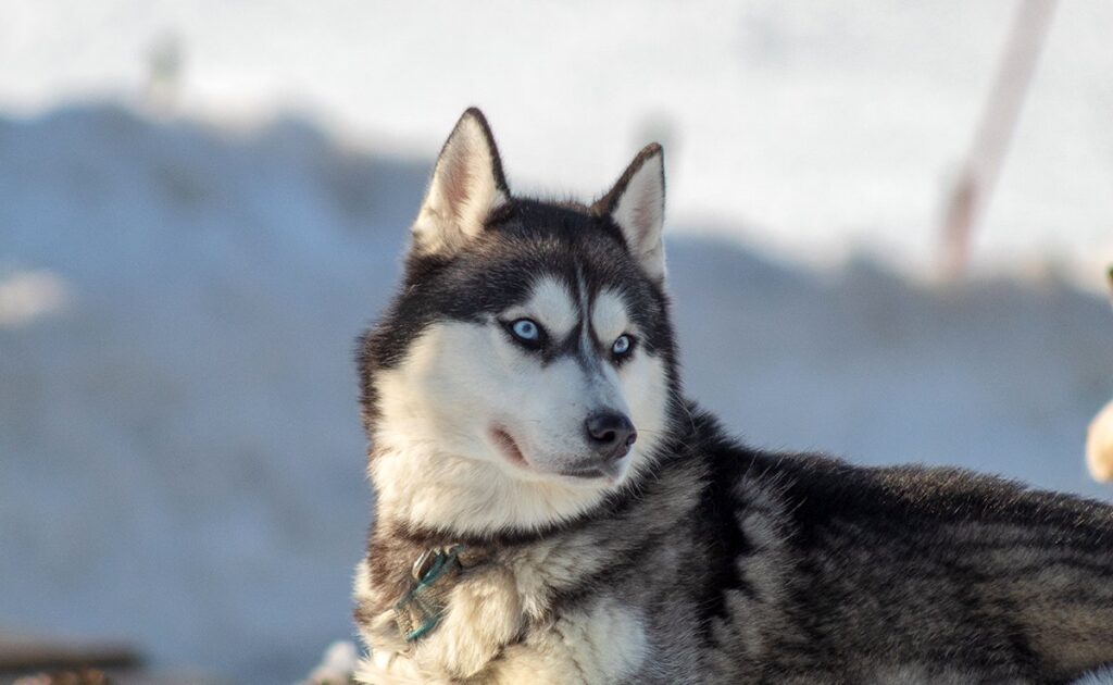 Is de Siberische Husky een hond geschikt voor een gezin met jonge kinderen? 2 husky 055907 1200 738