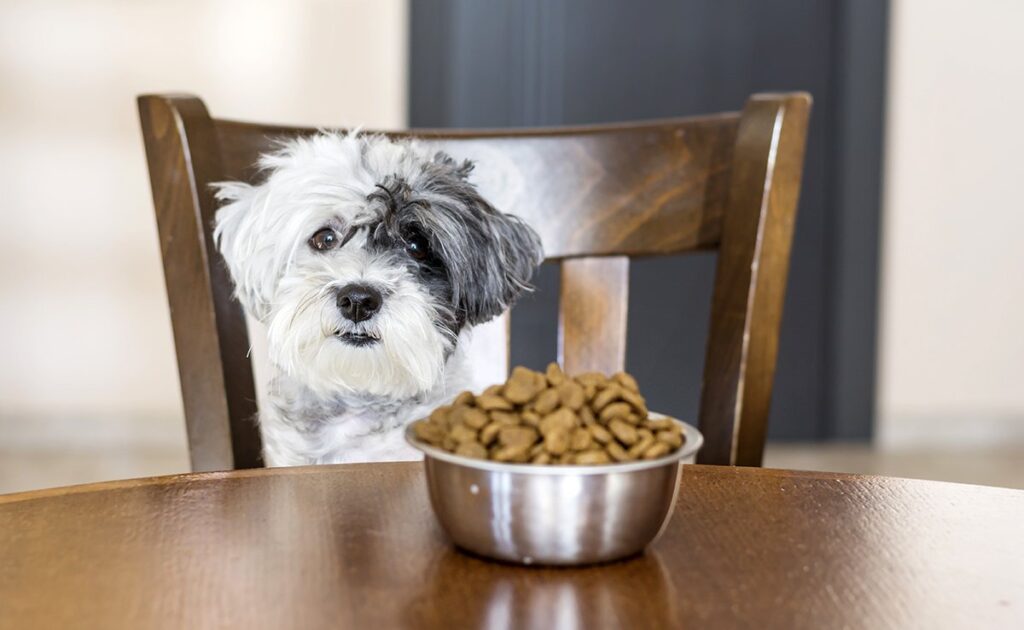 Top 10 misvattingen over hondenvoer! 1 idees recues alimentation chien 084246 1200 738