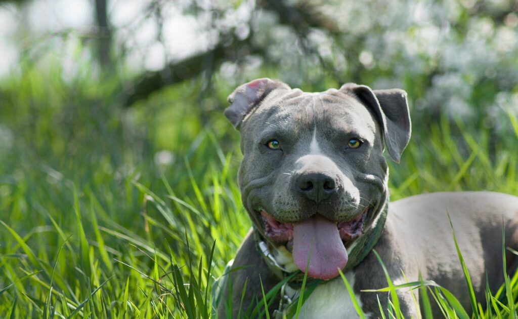 Wat zijn de nadelen van de Amstaff? 1 inconvenient amstaff 091430 1200 738
