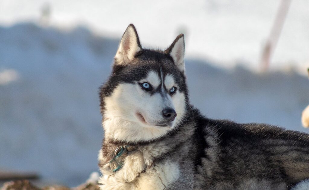 Wat zijn de nadelen van de Husky? 1 inconvenient husky 085246 1200 738
