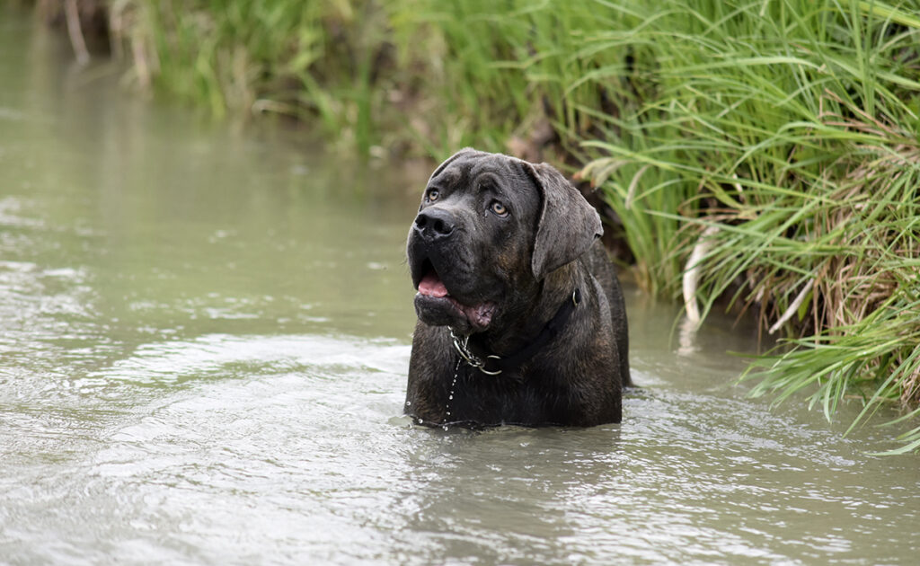 Wat zijn de nadelen van de Cane Corso? 2 inconvenients cane corso 102112 1200 738