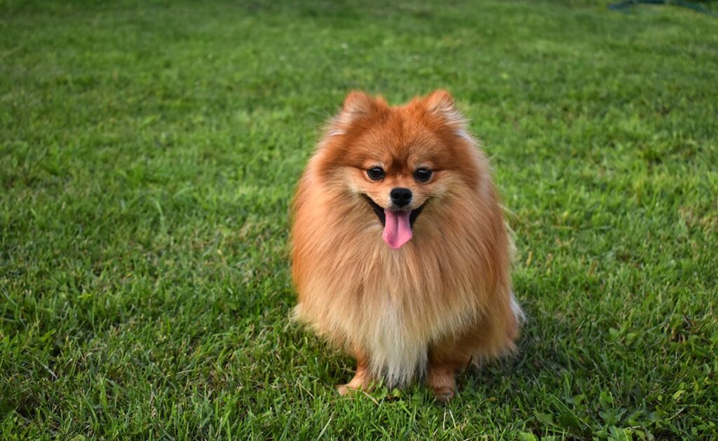 Wat zijn de nadelen van de Duitse Spitz? 1 inconvenients spitz allemand 061721 1200 738